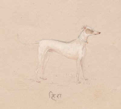 Chien, 1800s - Unbekannt