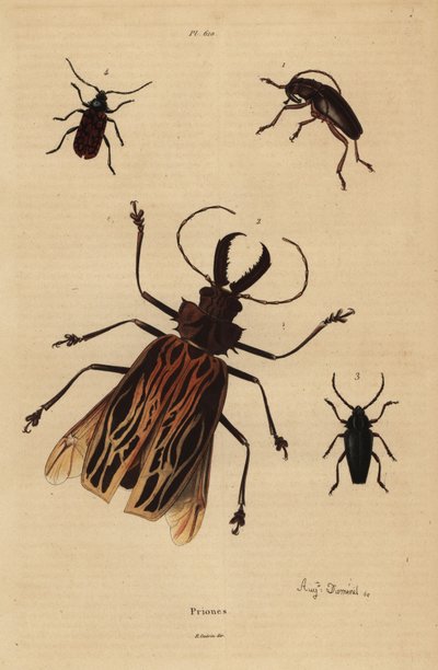 Dorysthenes paradoxus 1, Macrodontia cervicornis, vulnérable 2, Elateropsis lineatus 3 et Prionus versicolor 4 - Unbekannt