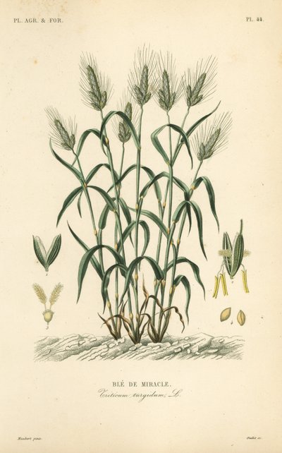 Blé dur, blé à pâtes ou blé maraconi, Triticum turgidum, Blé de miracle - Unbekannt