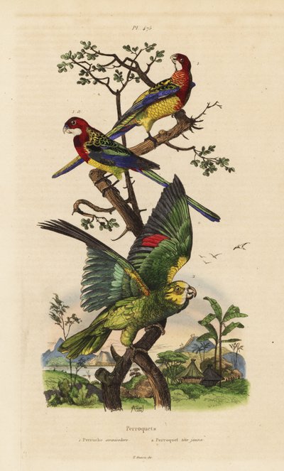 Rosella de l