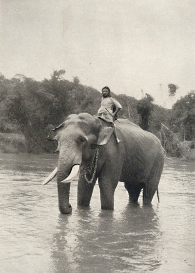 Éléphant avec cornac à Mahavaliganga, 1926 - Unbekannt