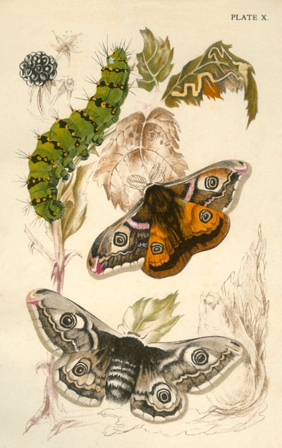 Papillons empereurs, XIXe siècle - Unbekannt