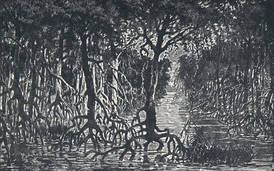 Forêt équatoriale africaine, 1924 - Unbekannt