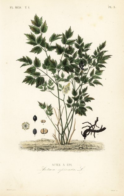 Actée à épi, Actaea spicata - Unbekannt