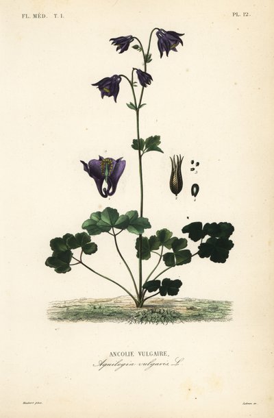 Ancolie vulgaire, Aquilegia vulgaris, Ancolie vulgaire - Unbekannt