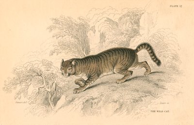 Chat sauvage européen Felis silvestris, 1828 - Unbekannt