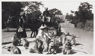 Femme européenne nourrissant une troupe de singes, Inde, vers 1910 - Unbekannt