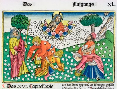 Exode 16:13-22 : Dieu fournit des cailles et de la manne aux Israélites - Unbekannt