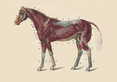 Muscles et tendons externes du corps du cheval, vers 1879 - Unbekannt