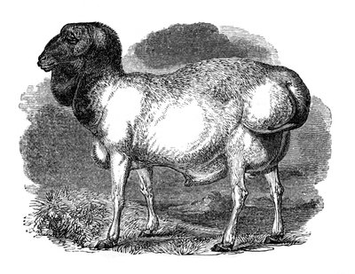 Mouton à grosse queue de Tartarie, 1848 - Unbekannt