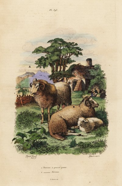 Mouton à queue grasse, Ovis aries 1, et mouton mérinos, Ovis aries 2 - Unbekannt