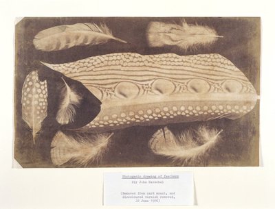 Plumes, vers 1840 - Unbekannt