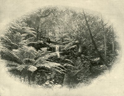 Fern Tree Gully, Tasmanie, 1901 - Unbekannt