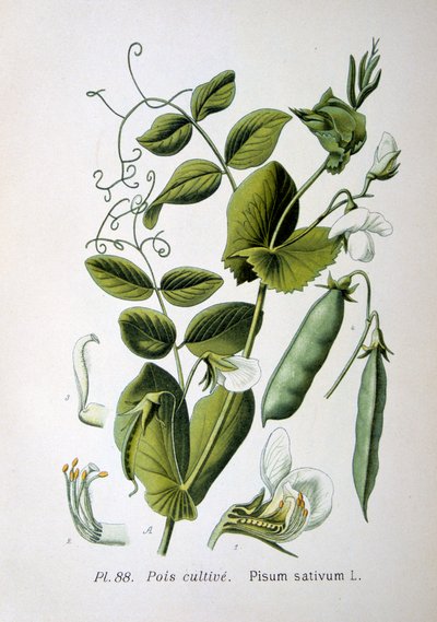 Pois de champ et de jardin, 1893 - Unbekannt