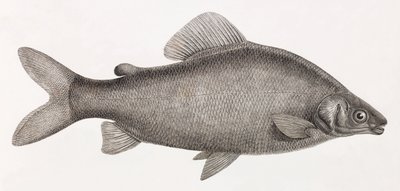 Poisson : Le Characin Nefasch - Unbekannt