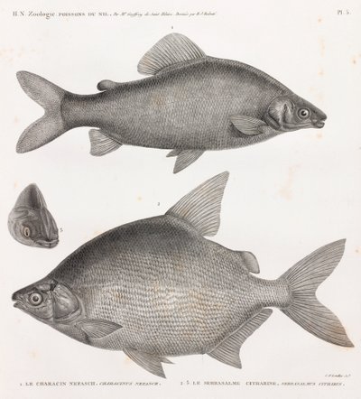 Poissons : Le Characin Nefasch & Le Serrasalme Citharine - Unbekannt