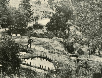 Étangs à poissons, Ercildoune, près de Ballarat, 1901 - Unbekannt