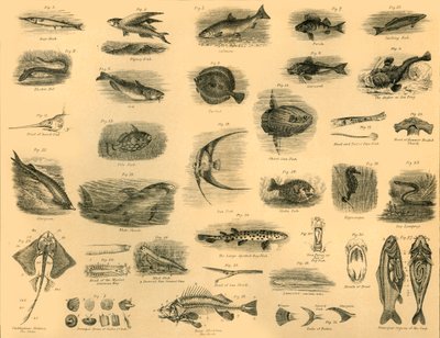 Poissons, vers 1910 - Unbekannt