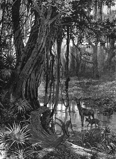 Everglades de Floride, USA - Unbekannt