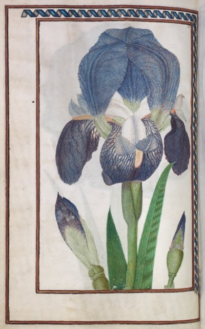Florilège : page 14 verso iris bleu et blanc, 1608 - Unbekannt