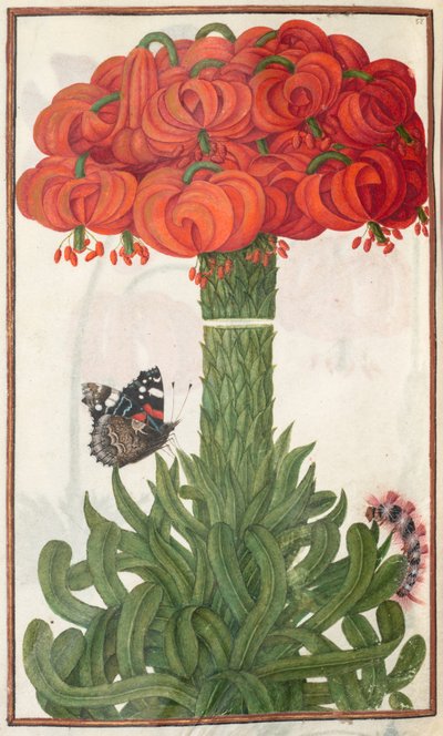 Florilegium : page 18 verso bouquet de lys orange, 1608 - Unbekannt