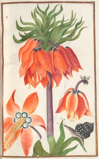 Florilegium : page 19 recto fritillaria imperialis orange couronne impériale, 1608 - Unbekannt