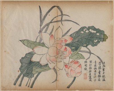 Lotus en fleur et bourgeon, 18e siècle - Unbekannt