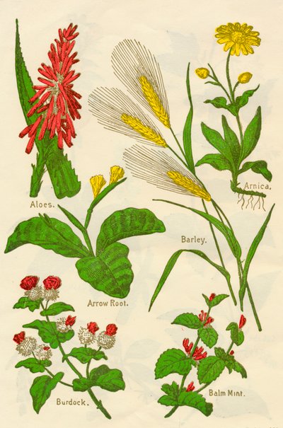 Fleurs: Aloès, Arnica, Arrow Root, Orge, Menthe, Bardane, c1940 - Unbekannt