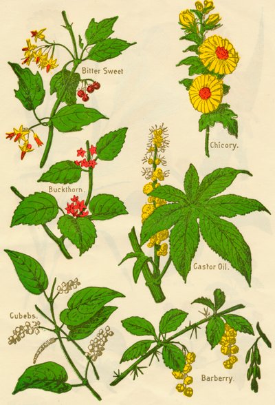 Fleurs : Douce-amère, Nerprun, Cubèbe, Chicorée, Huile de ricin, Épine-vinette - Unbekannt