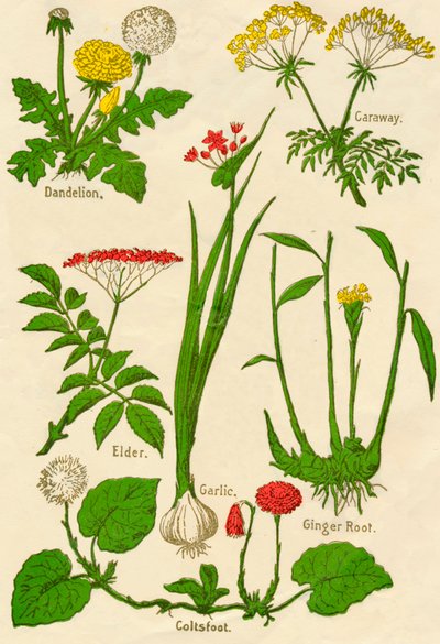 Fleurs : Pissenlit, Carvi, Sureau, Ail, Tussilage, Racine de Gingembre, vers 1940 - Unbekannt