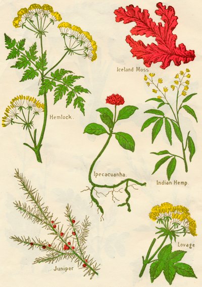 Fleurs : Ciguë, Mousse d