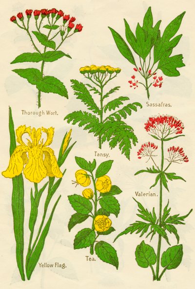 Fleurs : Thorough Wort, Tansy, Sassafras, Valerian, Yellow Flag, Tea, Valerian, c1940 - Unbekannt