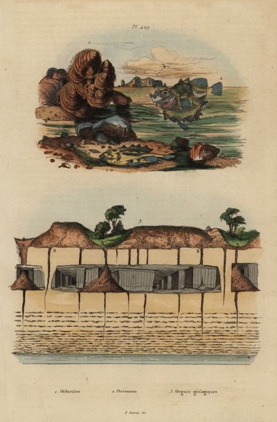 Brachiopodes fossiles, Discinisca lamellosa 1, oreo aux yeux de bœuf, Oreosoma atlanticum 2, et organes géologiques souterrains à Saint Pierre 3 - Unbekannt