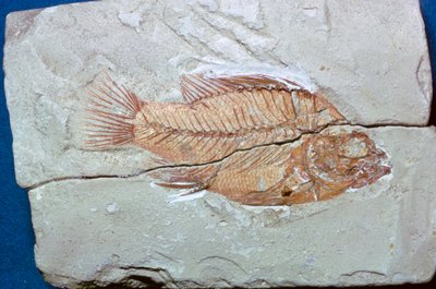 Fossile d