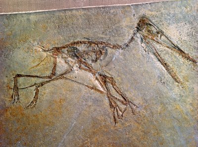 Fossile de squelette de ptérodactyle, de la collection du British Museum - Unbekannt