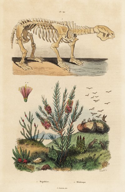 Squelette fossile d