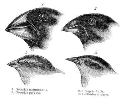 Quatre des espèces de pinsons observées par Darwin aux îles Galápagos - Unbekannt