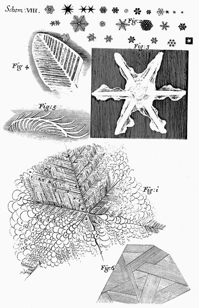 Matériaux gelés vus par le microscopiste anglais Robert Hooke, 1665 - Unbekannt