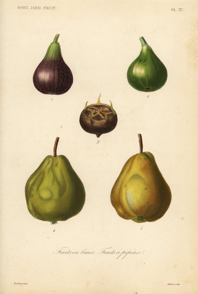 Fruits à pépin et fruits en baie - Unbekannt