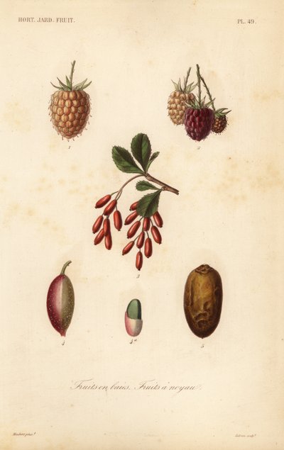 Fruits, noix et baies - Unbekannt