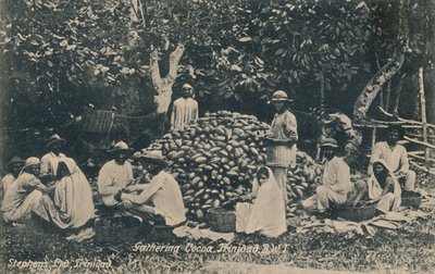 Récolte de cacao, Trinidad, B.W.I., début du 20ème siècle - Unbekannt