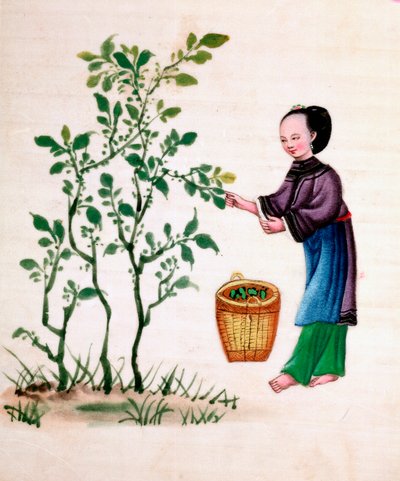 Récolte de feuilles de mûrier pour nourrir les vers à soie, XIXe siècle - Unbekannt