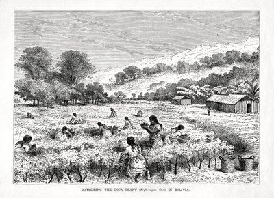 Récolte de la plante de coca Erythroxylum coca en Bolivie, 1877 - Unbekannt