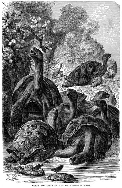 Tortues géantes des îles Galápagos observées par Darwin - Unbekannt