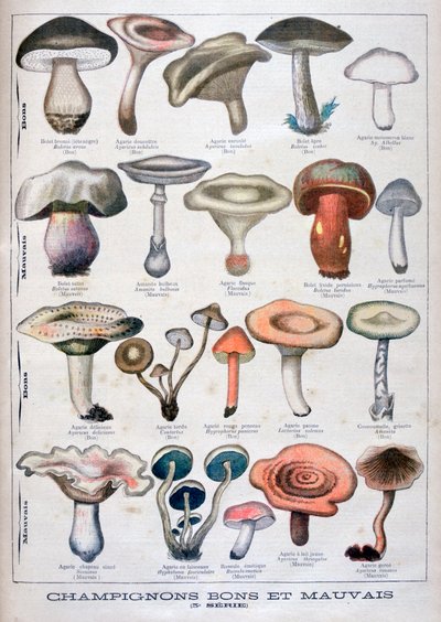 Champignons bons et mauvais - Unbekannt