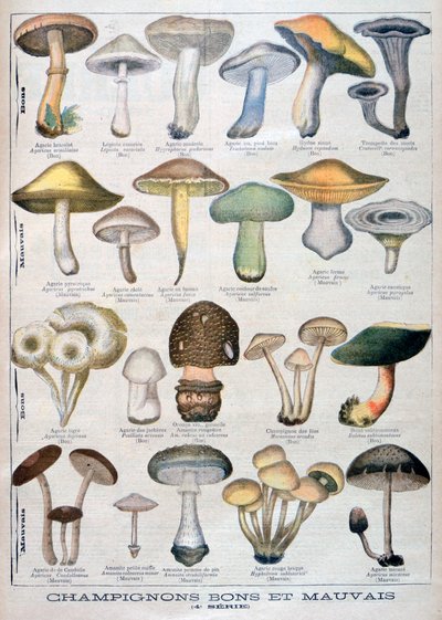 Champignons bons et mauvais, 1896 - Unbekannt