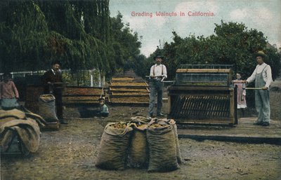 Tri des noix en Californie, vers 1910 - Unbekannt