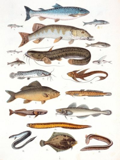 Poissons osseux et poissons à nageoires molles - Unbekannt