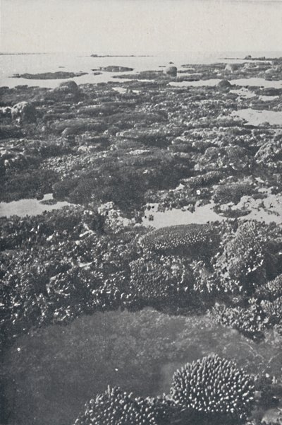 La Grande Barrière de corail, 1924 - Unbekannt