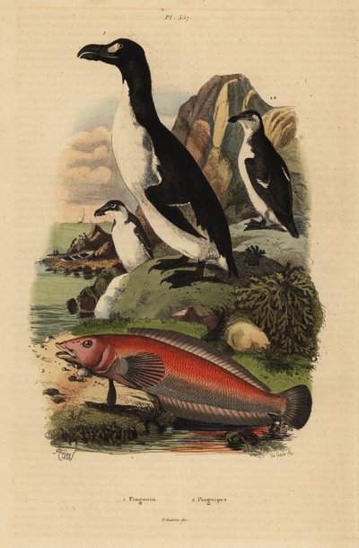 Grand pingouin, Pinguinus impennis 1, éteint, et perche de sable brésilienne, Pinguipes brasilianus 2 - Unbekannt